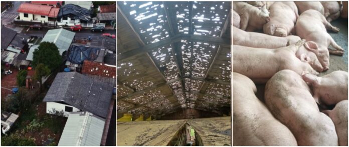 Temporal de granizo provoca estragos e mortes de animais no Oeste catarinense