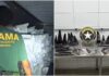 Empresa recebe multa de R$ 50 milhões após apreensão de 17 toneladas de barbatanas de tubarão em Itapoá