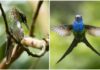 Festival do Beija-Flor movimenta Itapema com observação de aves e atividades ambientais