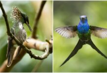 Festival do Beija-Flor movimenta Itapema com observação de aves e atividades ambientais