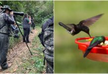Festival do Beija-Flor terá três dias de atividades ambientais em Itapema