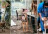 Itapema busca apoio para moradora que acolhe 35 animais