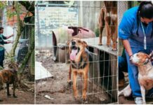 Itapema busca apoio para moradora que acolhe 35 animais