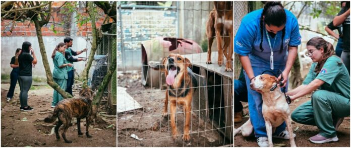 Itapema busca apoio para moradora que acolhe 35 animais