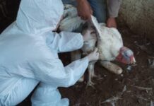 Pelo Estado 21/10: Caso de doença em aves de SC faz México suspender importações