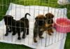 Porto Belo promove 1º Seminário Municipal de Bem-Estar Animal