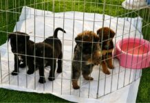 Porto Belo promove 1º Seminário Municipal de Bem-Estar Animal