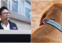 Projeto propõe coleiras refletivas para reduzir atropelamentos de cães em Itapema